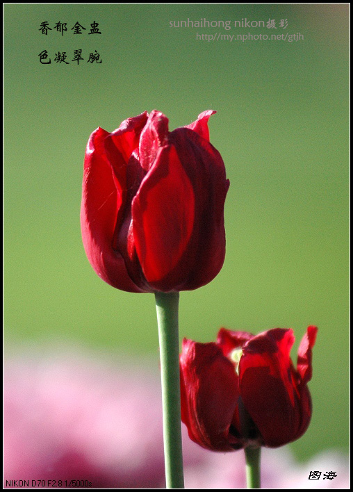 花苞