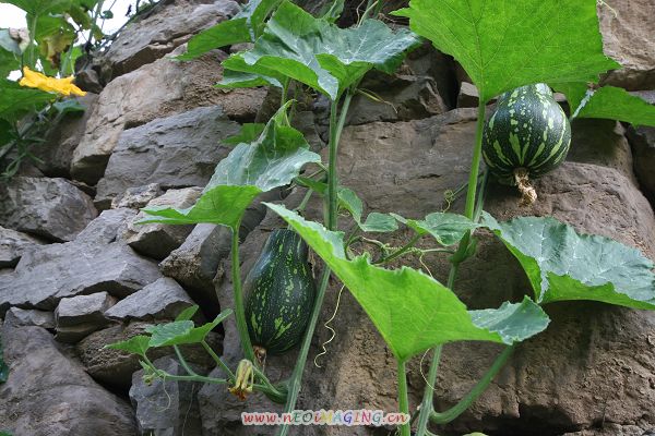 桃花峪中桃花村