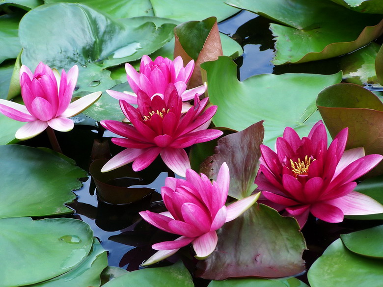 花