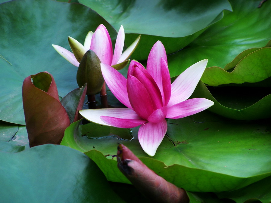 花