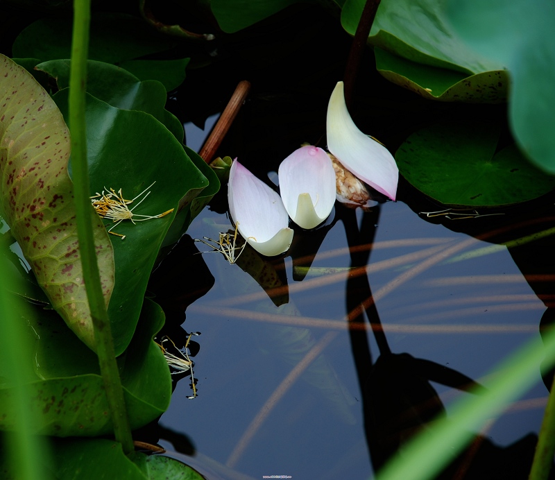 夏日永恒的花题——荷