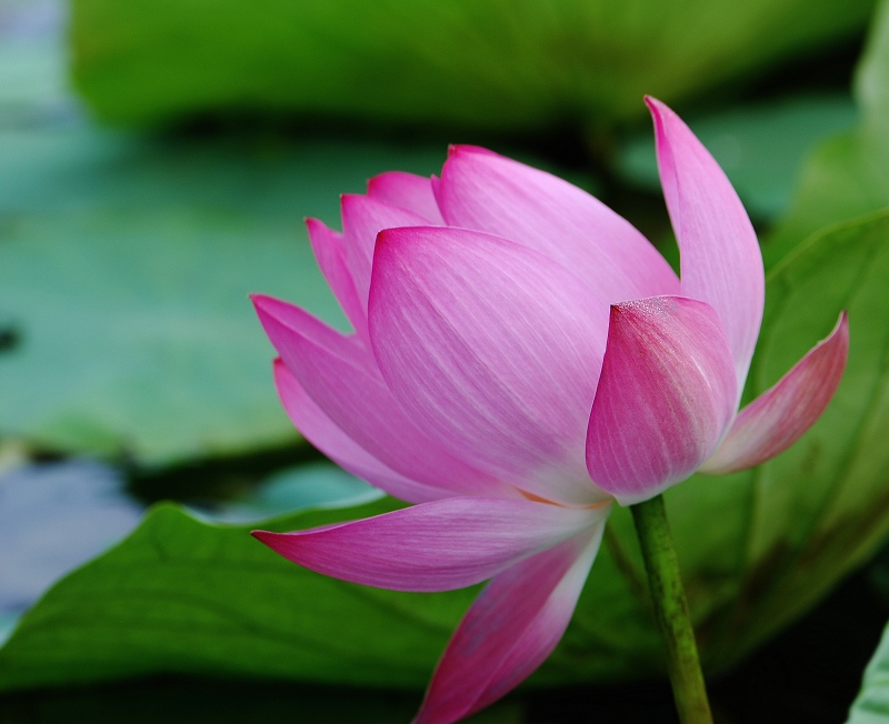 夏日永恒的花题——荷