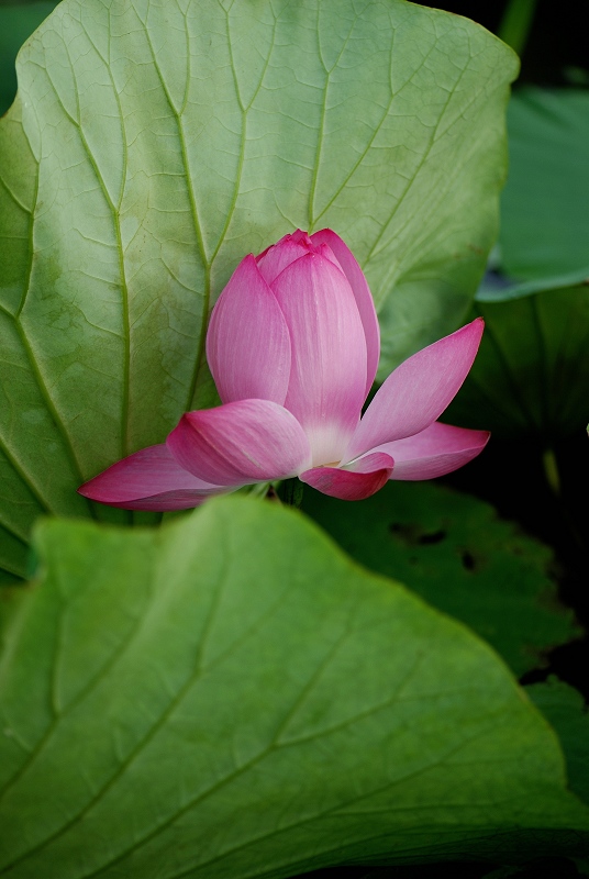 夏日永恒的花题——荷
