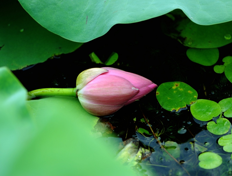 夏日永恒的花题——荷