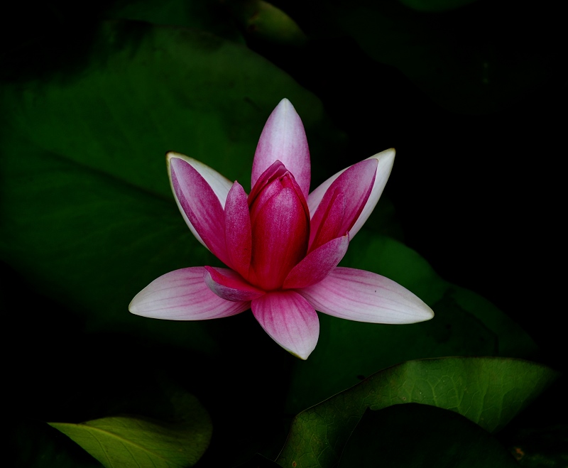 夏日永恒的花题——荷