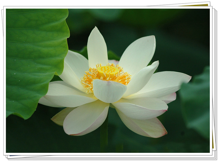 濮上荷花别样红