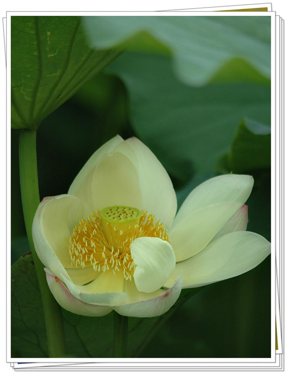 濮上荷花别样红