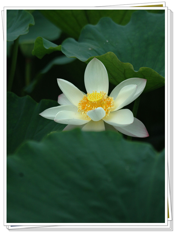 濮上荷花别样红