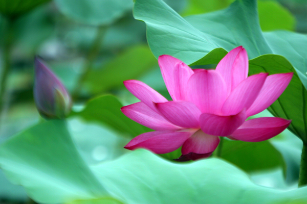 小片
