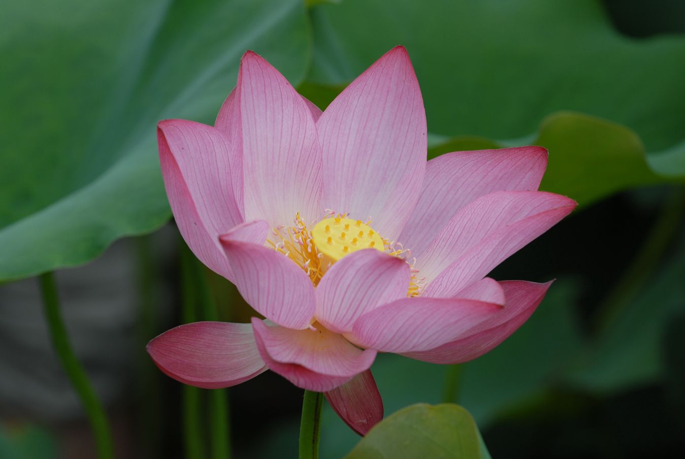 濮上荷花一组