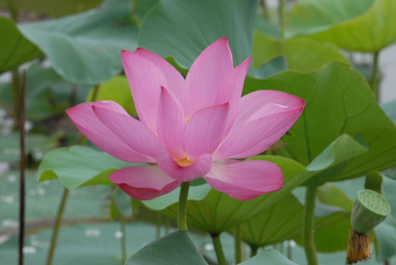 濮上荷花一组