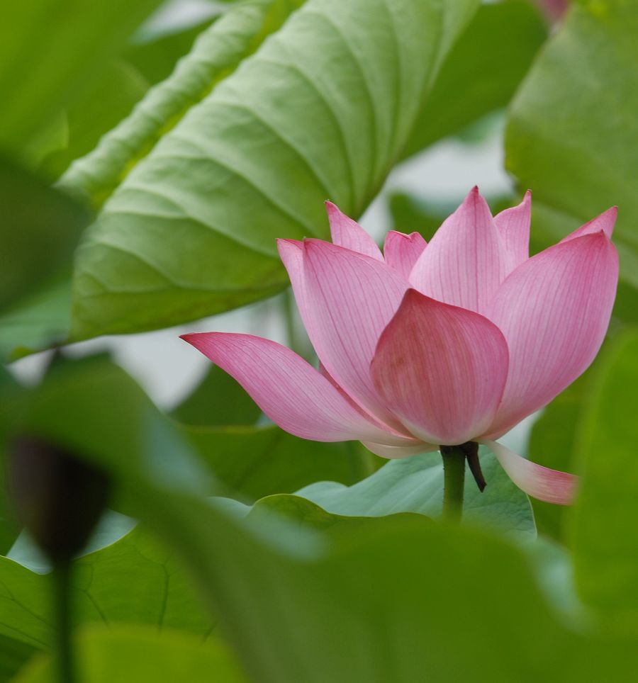 濮上荷花一组