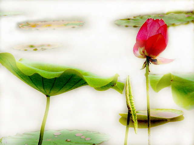 [原创]雾里看荷花
