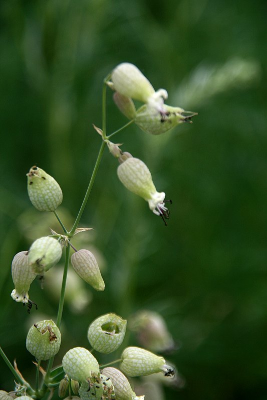 草地野灯茏果