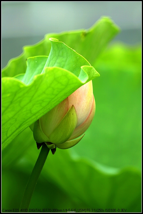 学习拍的片子------荷花。（拙片，敬请大家赐教）