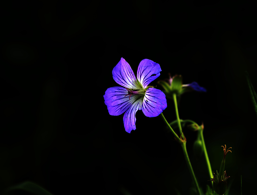 花一组