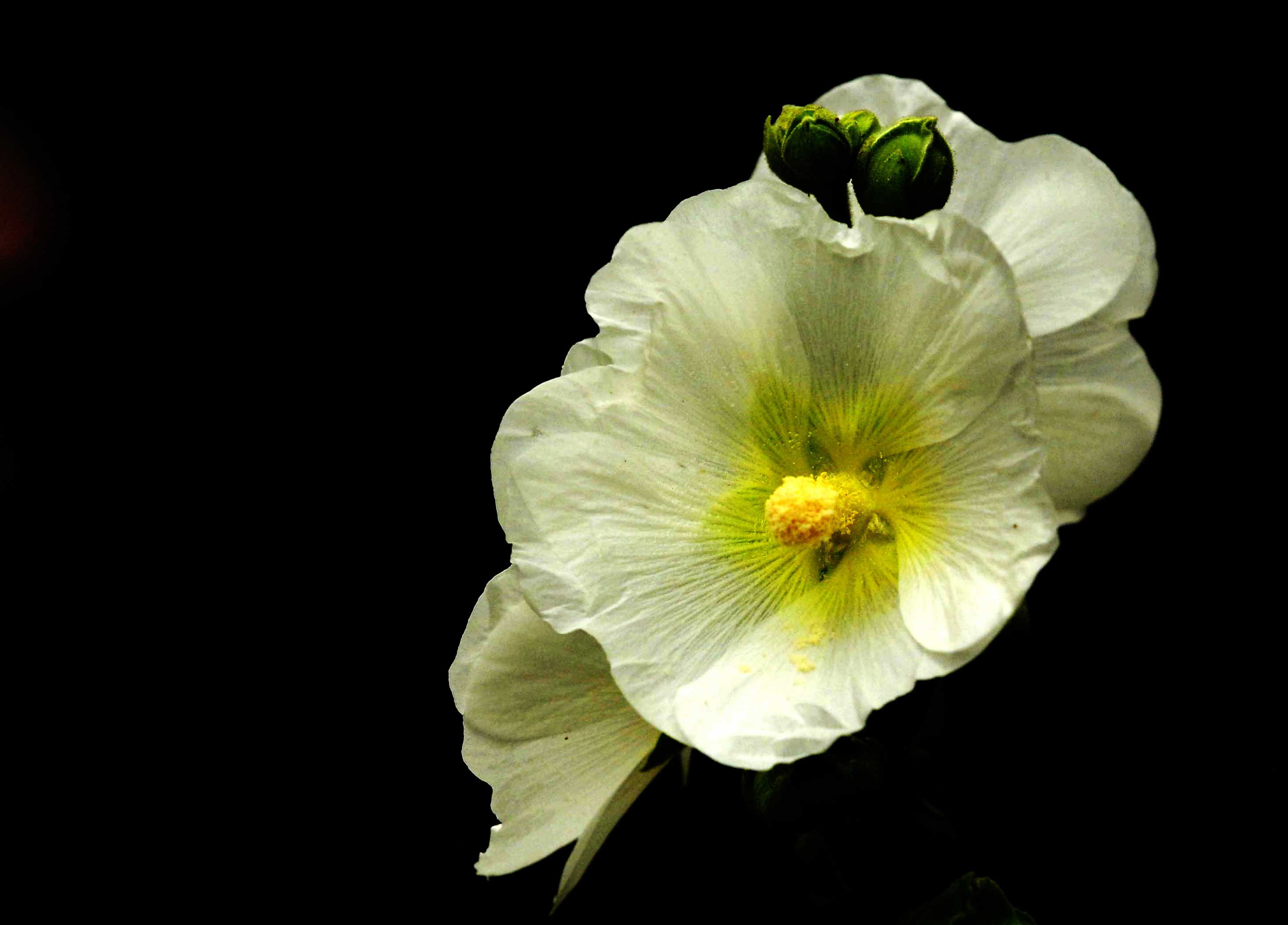 花一组