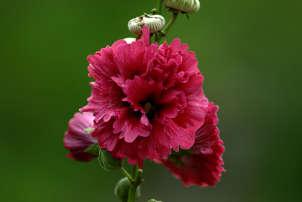 花一组