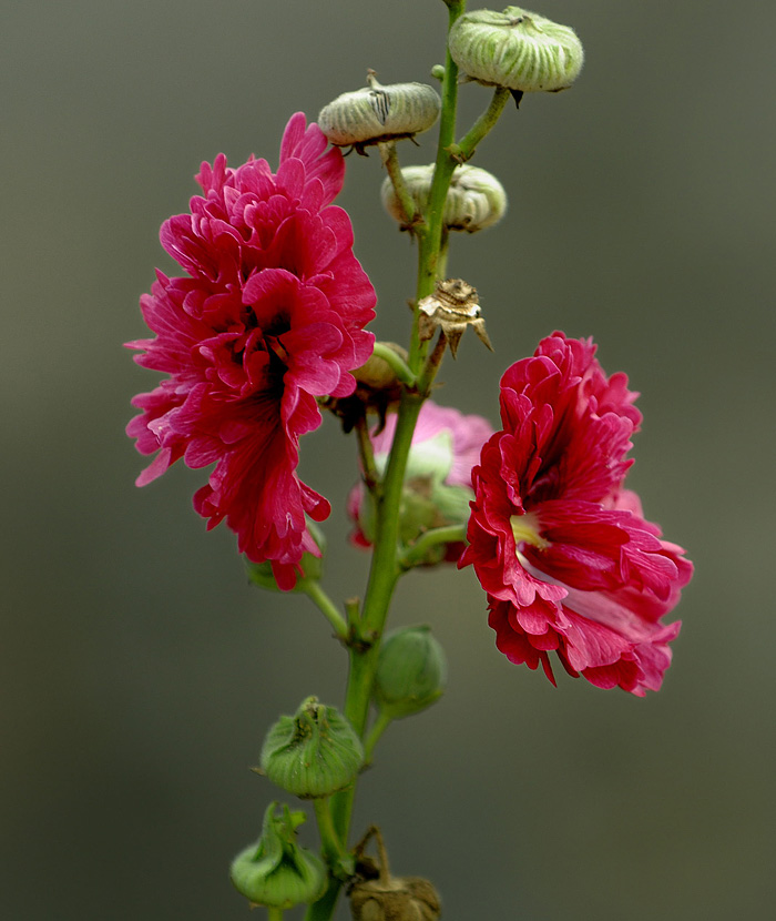 花一组