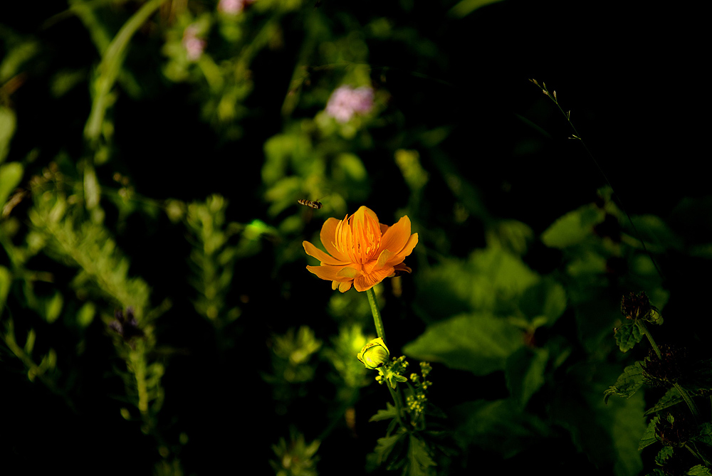花一组