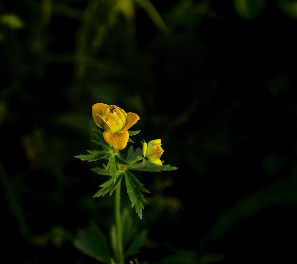 花一组