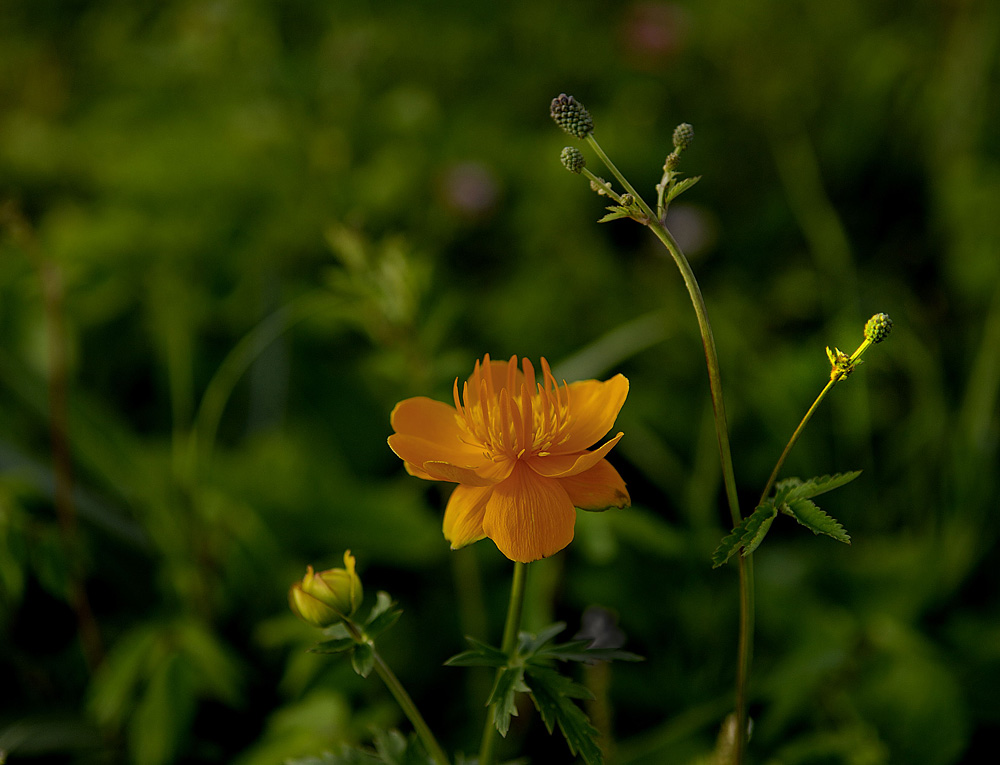 花一组
