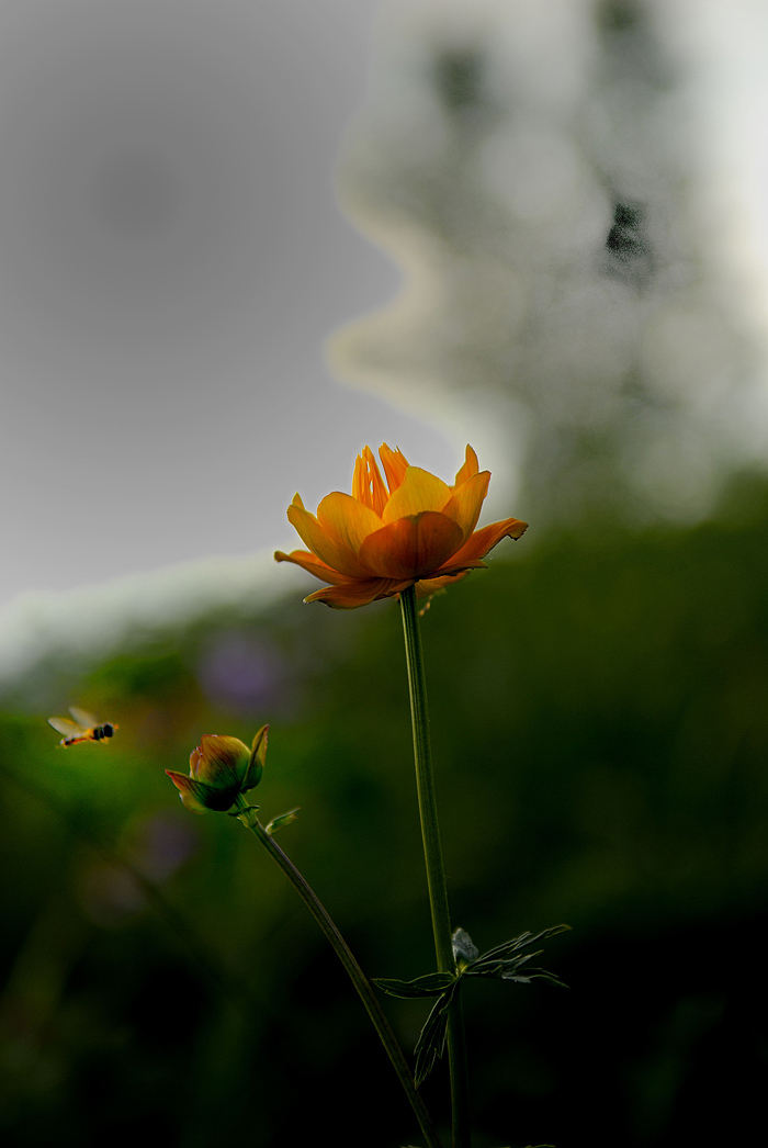 花一组