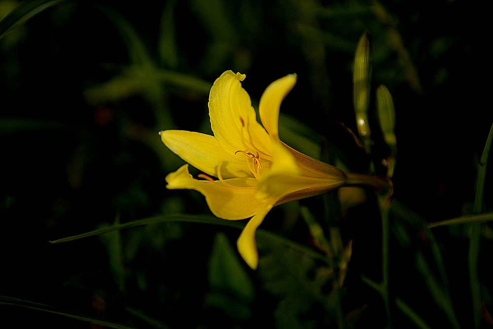 花一组