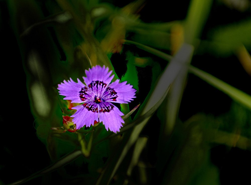 花一组