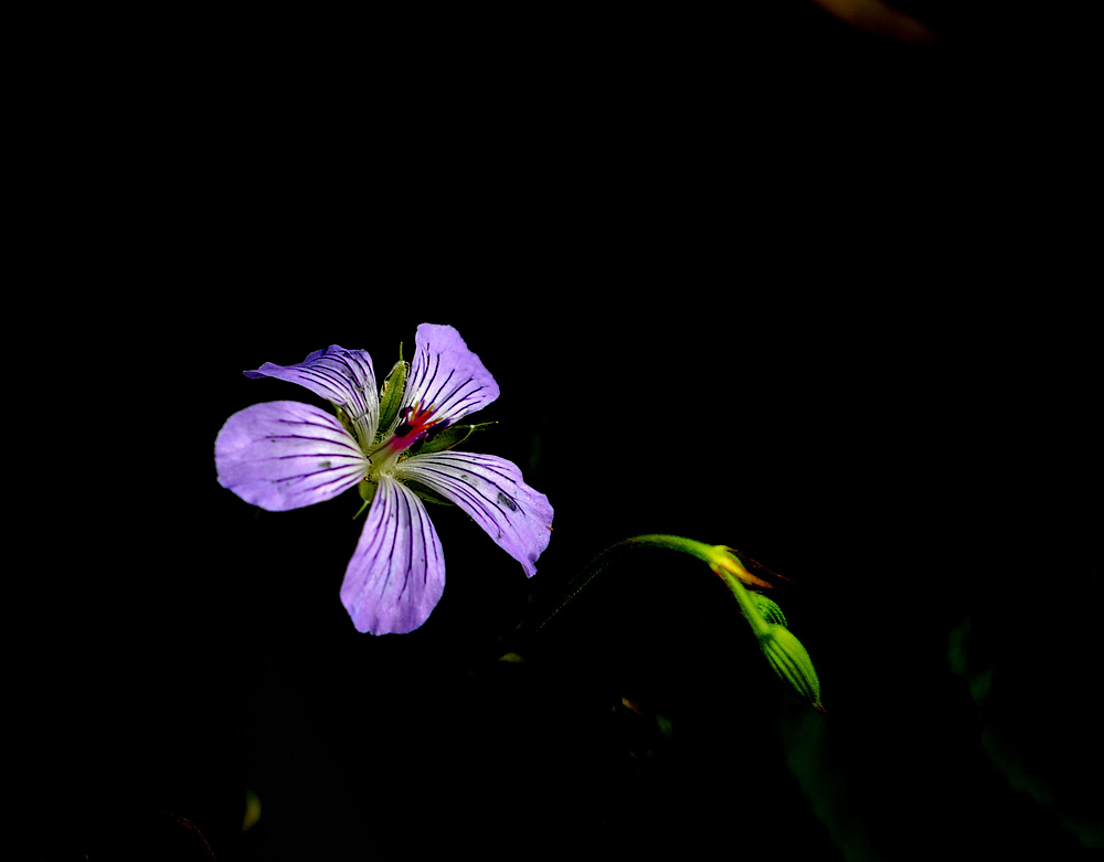 花一组