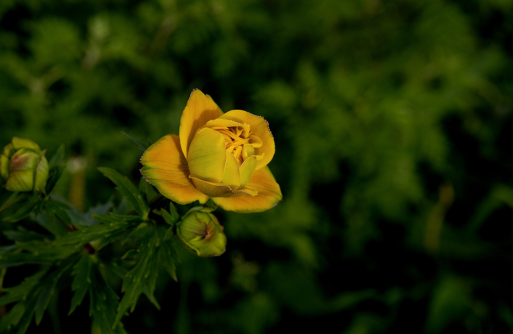 花一组
