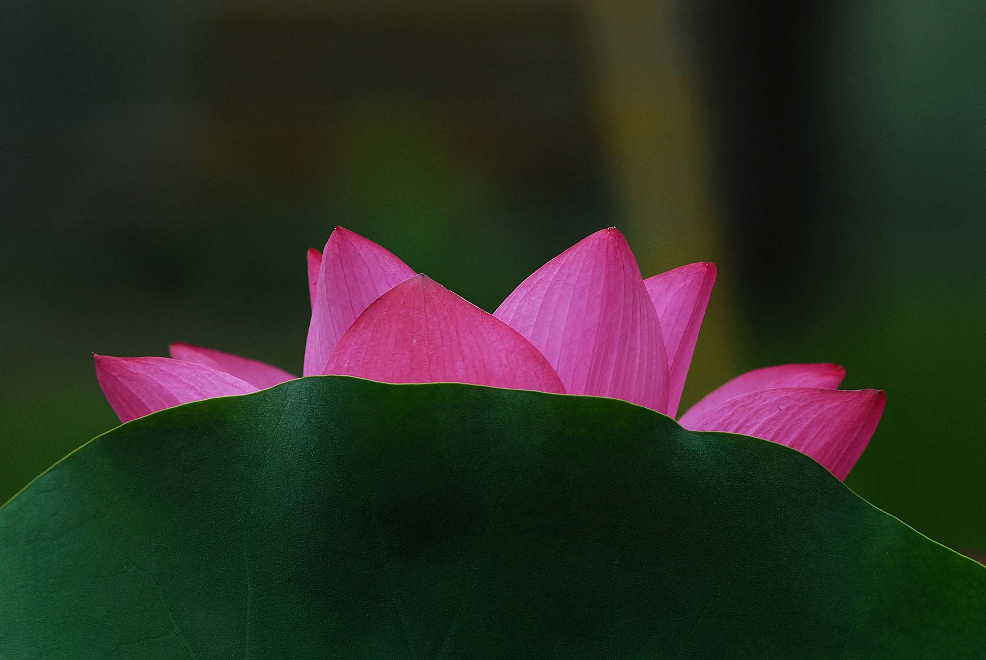 濮上荷