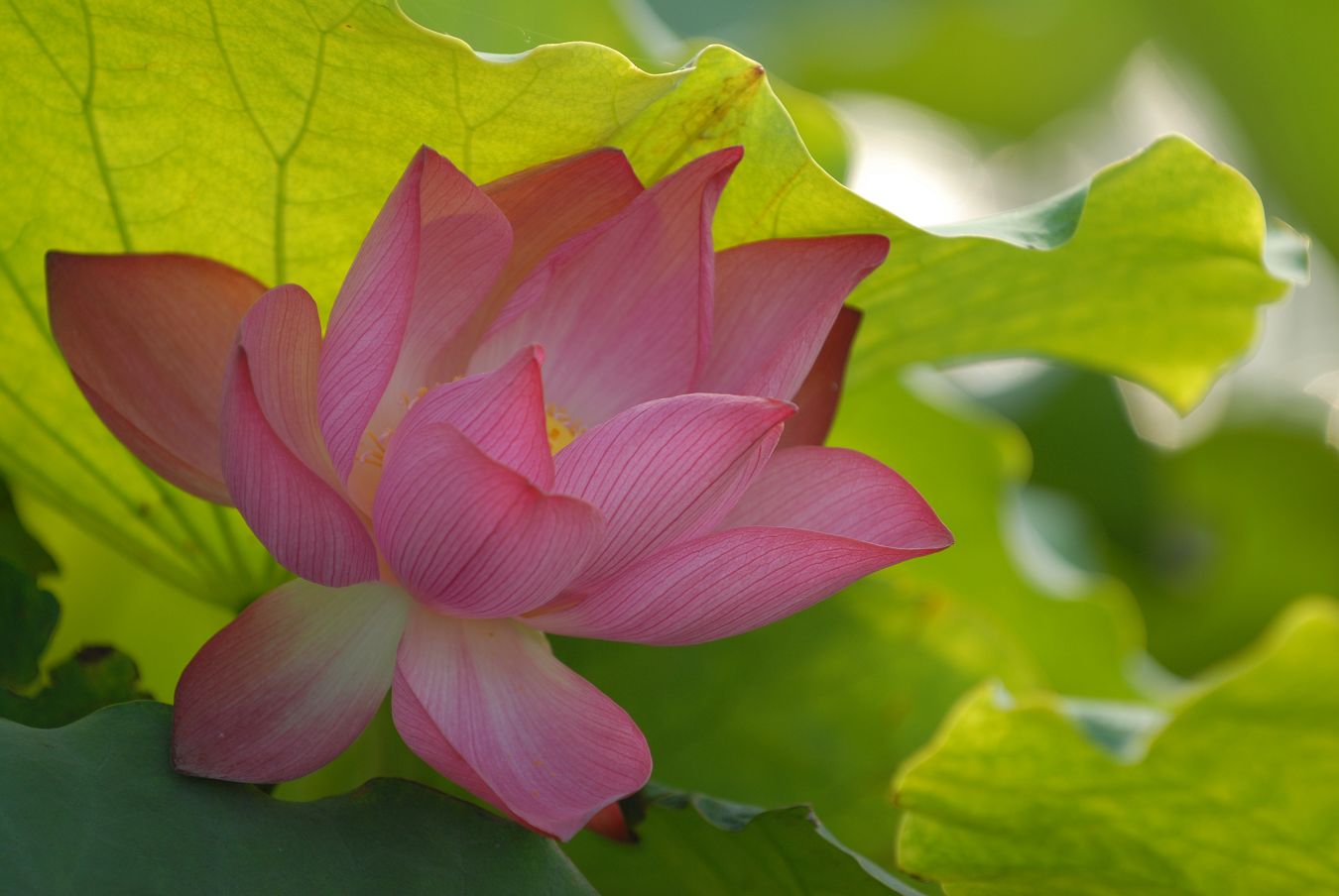 再去濮上拍荷花