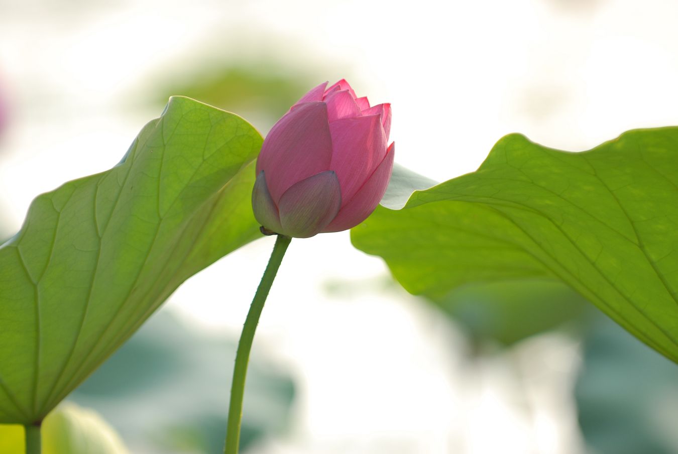 再去濮上拍荷花