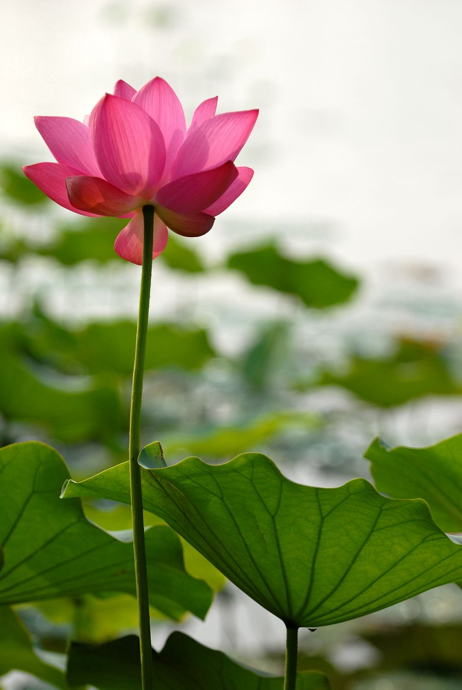 再去濮上拍荷花