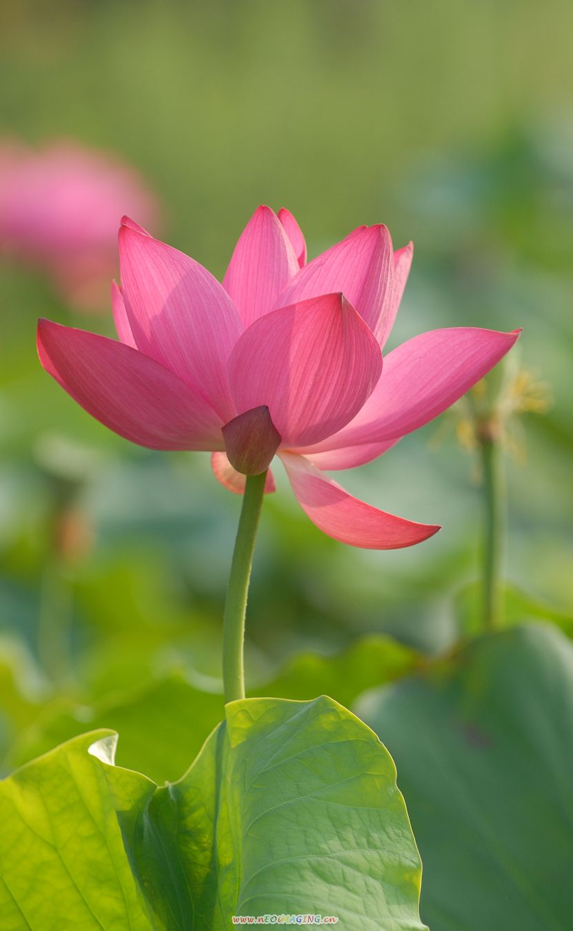 再去濮上拍荷花