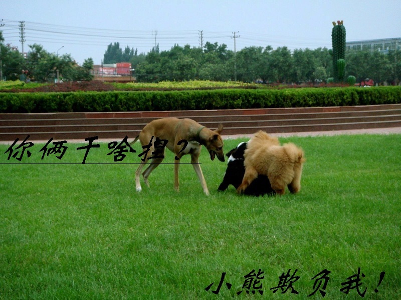 狗狗