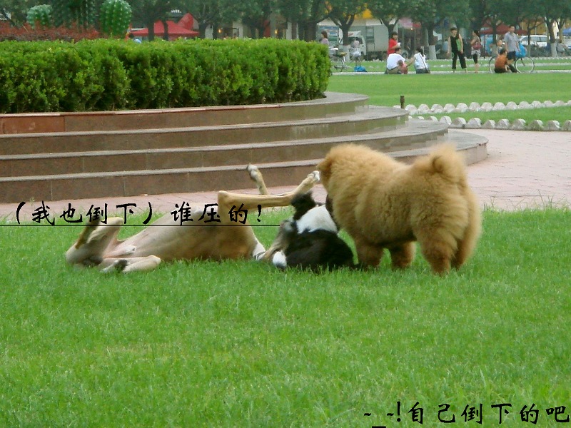 狗狗