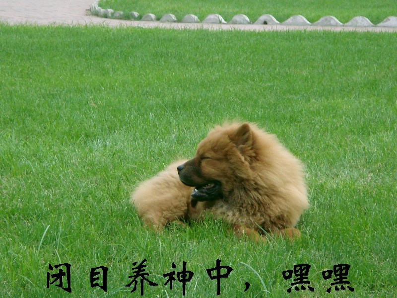 狗狗