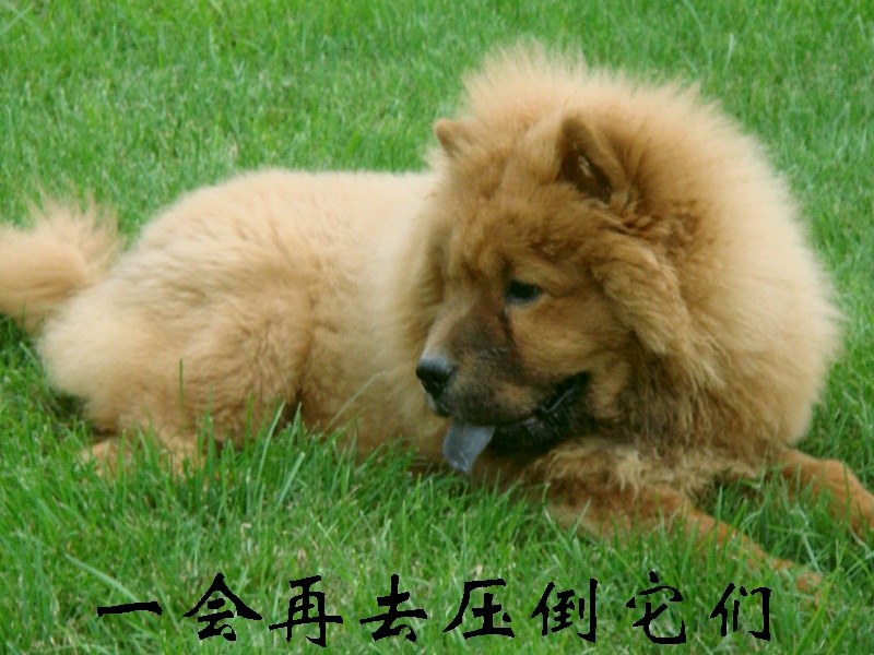 狗狗