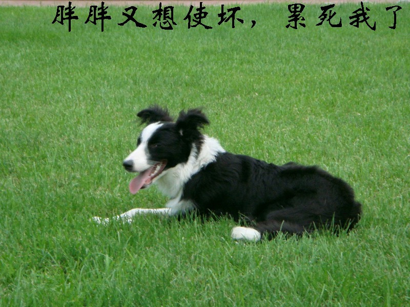 狗狗