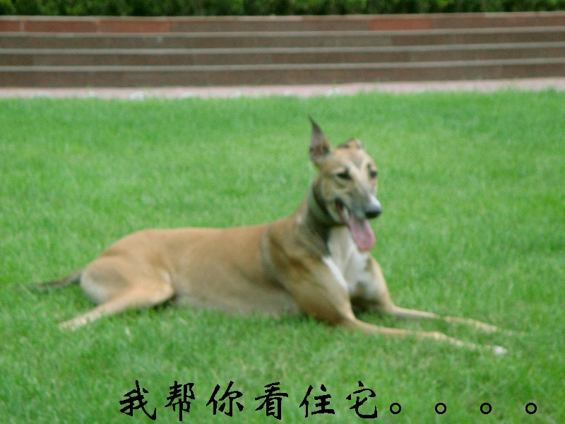 狗狗