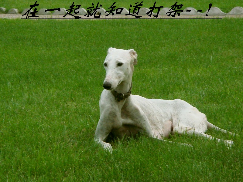 狗狗
