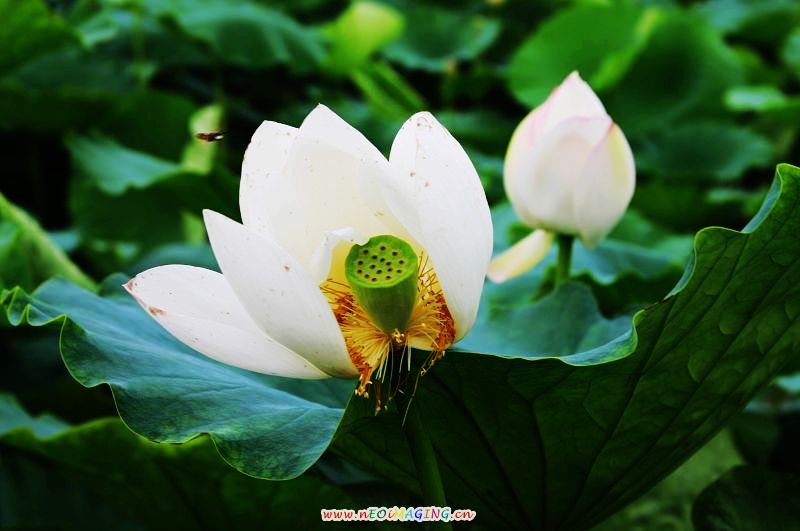 蜜蜂也爱荷花