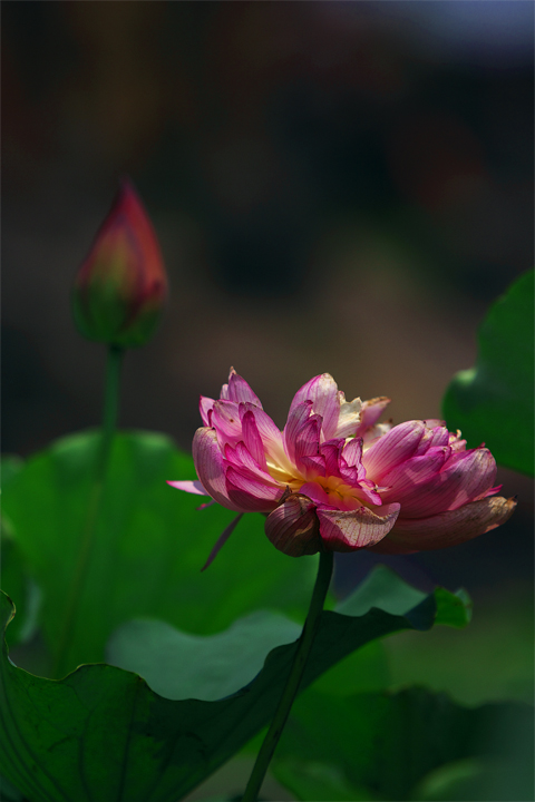 夏日荷花