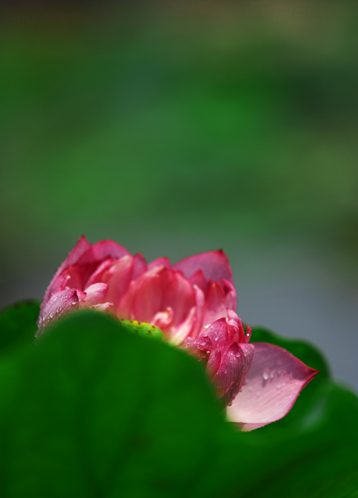 夏日荷花