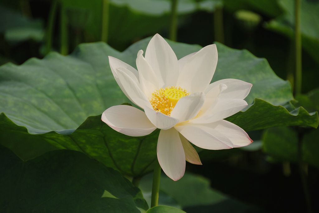 荷