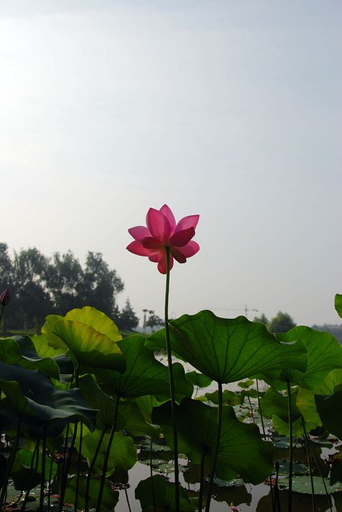 荷