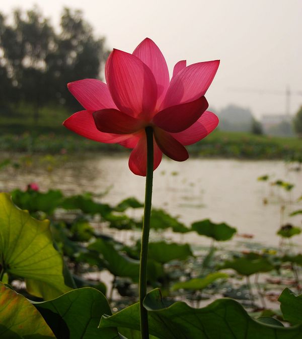 荷