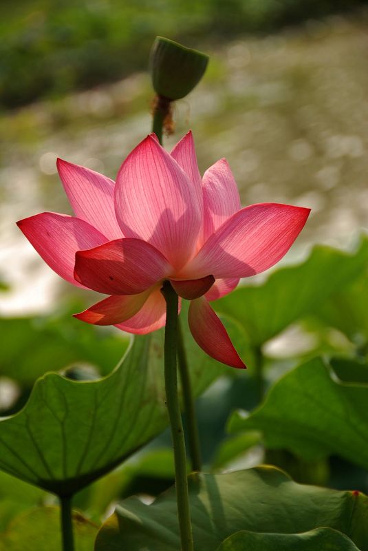荷